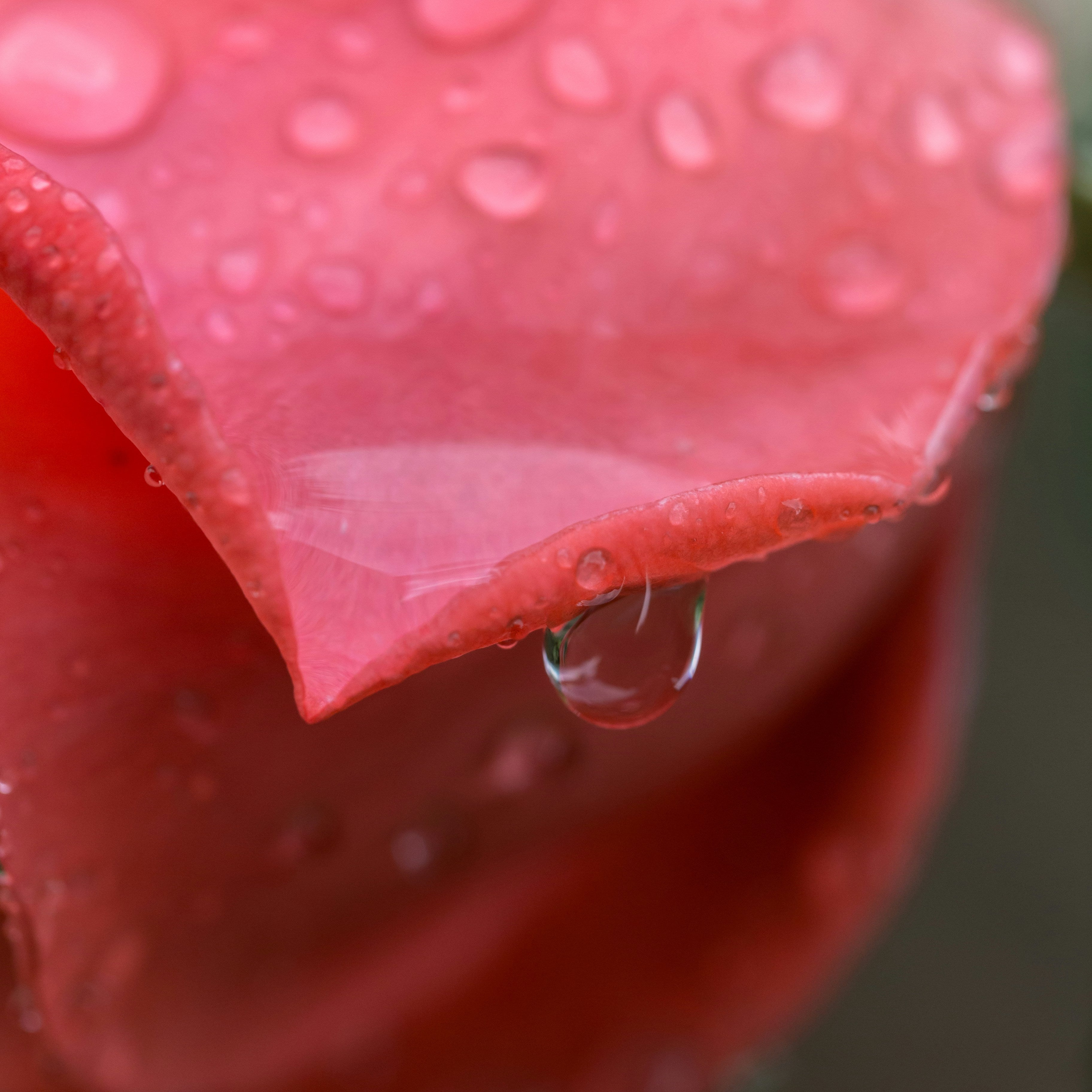 Rose Water